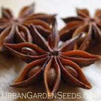 Anise Herb Seeds