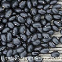 Black Turtle Bush Bean Seeds