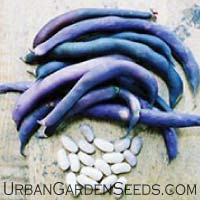 Purple Bush Bean Seeds