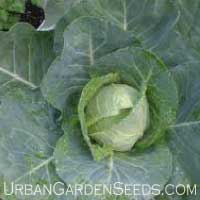 Jersey Wakefield Cabbage Seeds