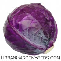 CABBAGE, Red Acre