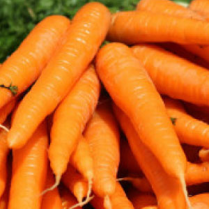 Finger Carrot Seeds