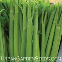 Tell Utah Celery Seeds