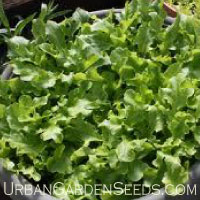 Salad Bowl Lettuce Seed