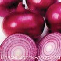 Red Onion Seed