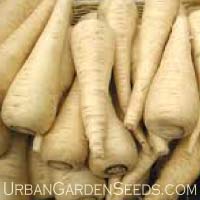 PARSNIPS, Hollow Crown
