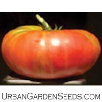 Giant Belgium Tomato Seed