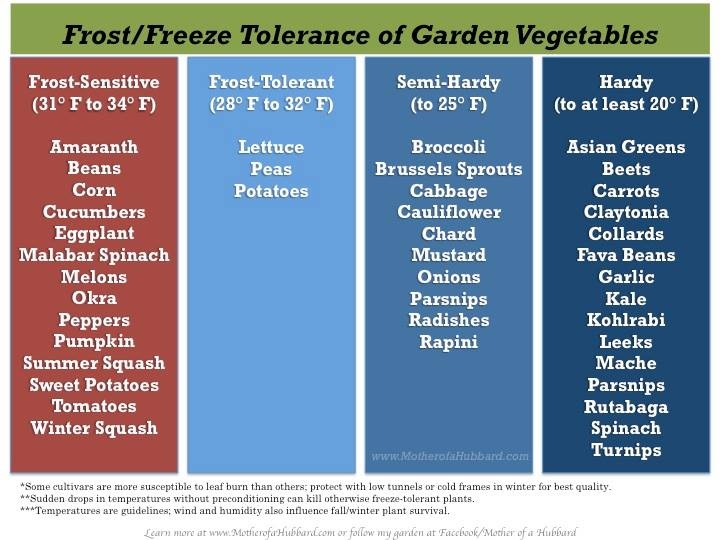 Frost & Freeze Tolerance Vegetable Guide